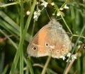 Coenonympha tullia